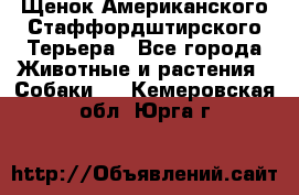 Щенок Американского Стаффордштирского Терьера - Все города Животные и растения » Собаки   . Кемеровская обл.,Юрга г.